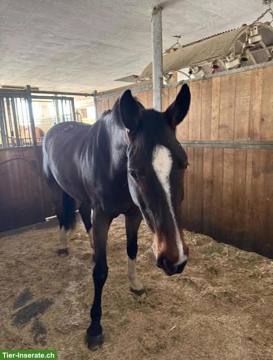 Bild 2: Herzenspferd / Stute sucht Beistellplatz