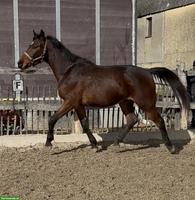 CH-Warmblut Wallach, tolles 3-jähriges Springpferd