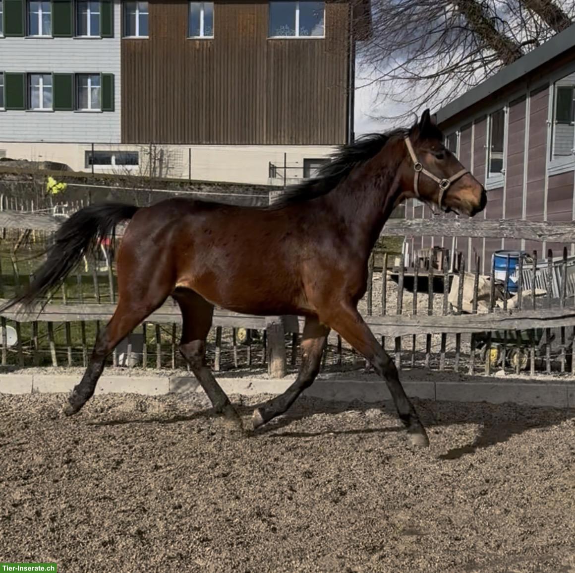 Bild 3: CH-Warmblut Wallach, tolles 3-jähriges Springpferd