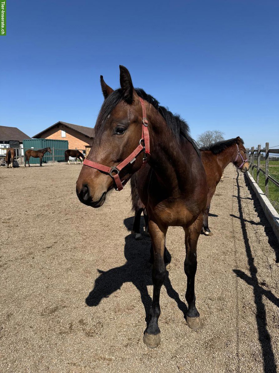 Bild 4: CH-Warmblut Wallach, tolles 3-jähriges Springpferd