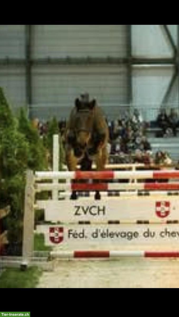Bild 5: CH-Warmblut Wallach, tolles 3-jähriges Springpferd