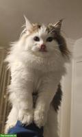Perser Kätzchen sucht neues Zuhause