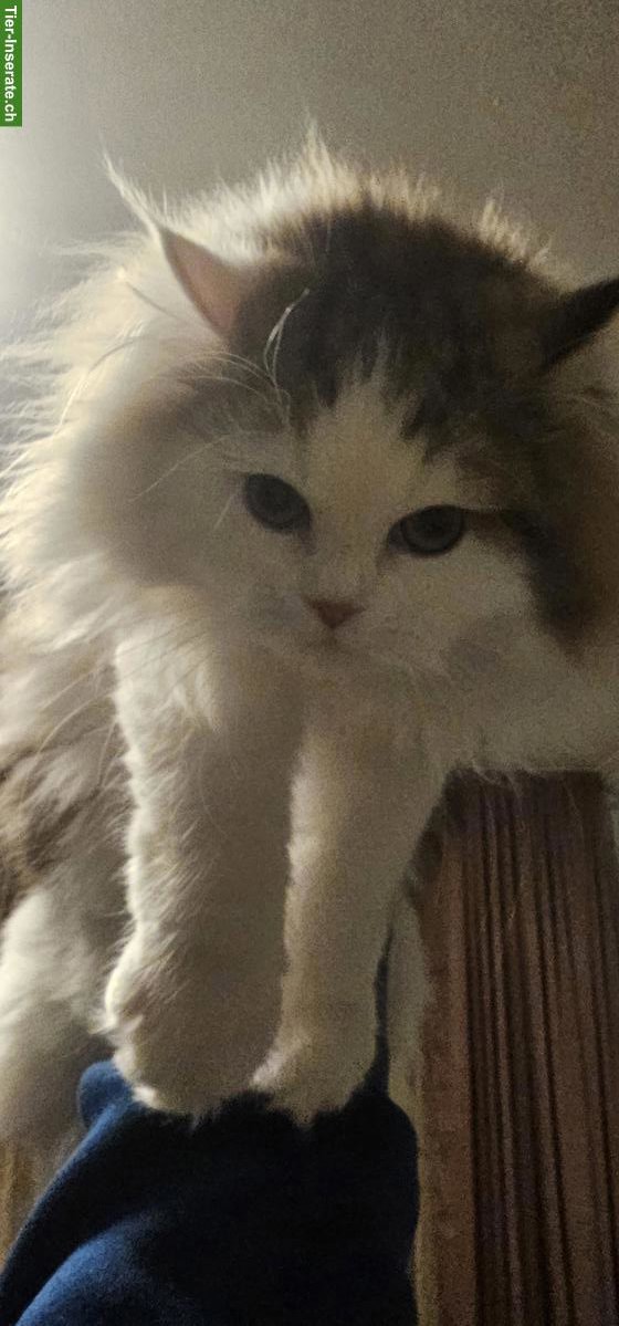 Bild 2: Perser Kätzchen sucht neues Zuhause