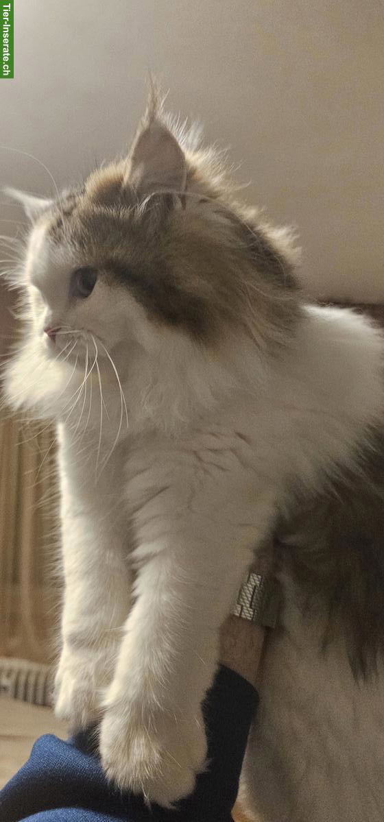 Bild 3: Perser Kätzchen sucht neues Zuhause