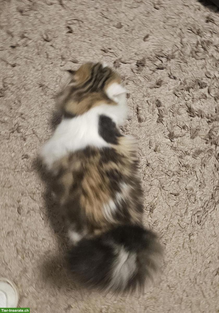 Bild 5: Perser Kätzchen sucht neues Zuhause