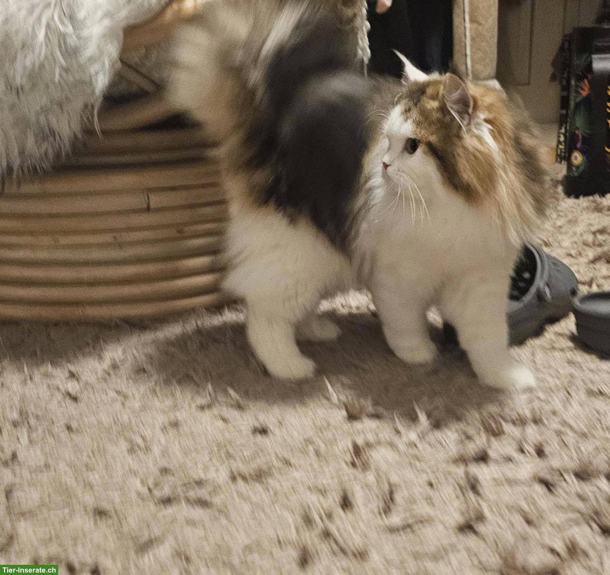 Bild 6: Perser Kätzchen sucht neues Zuhause