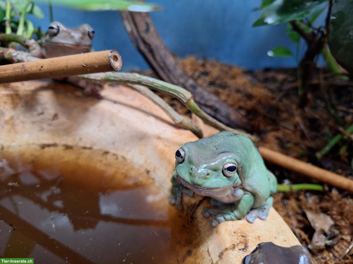 4 Korallenfinger-Laubfrösche