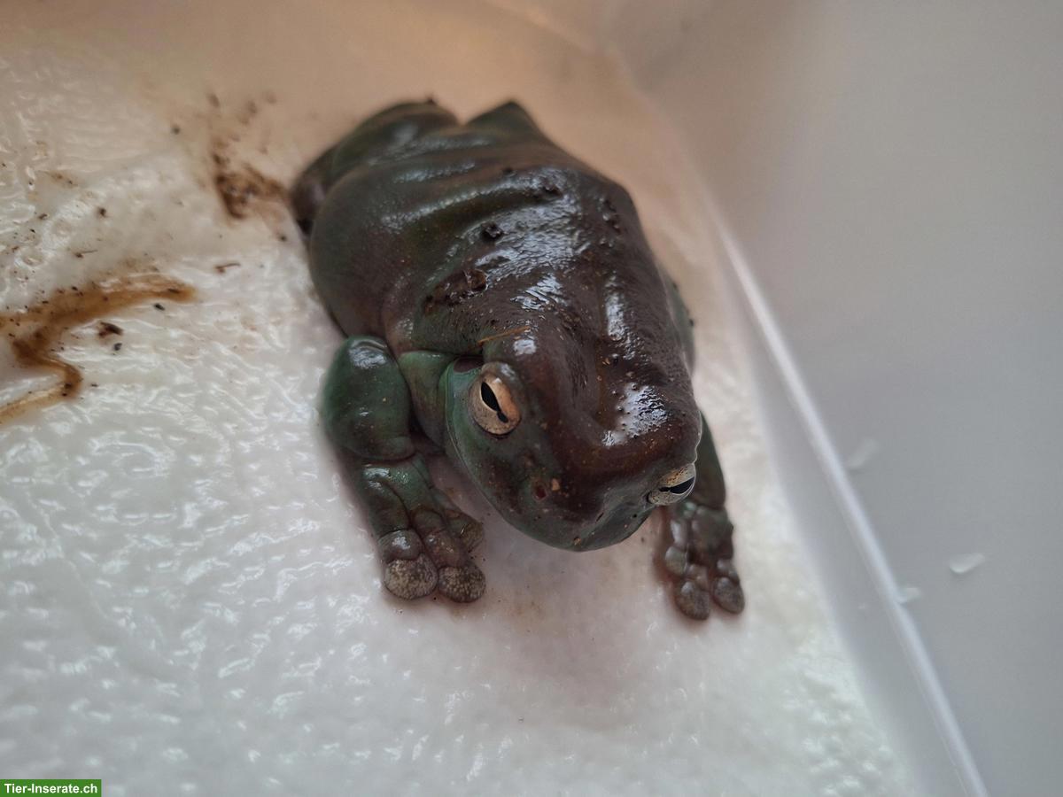 Bild 2: 4 Korallenfinger-Laubfrösche