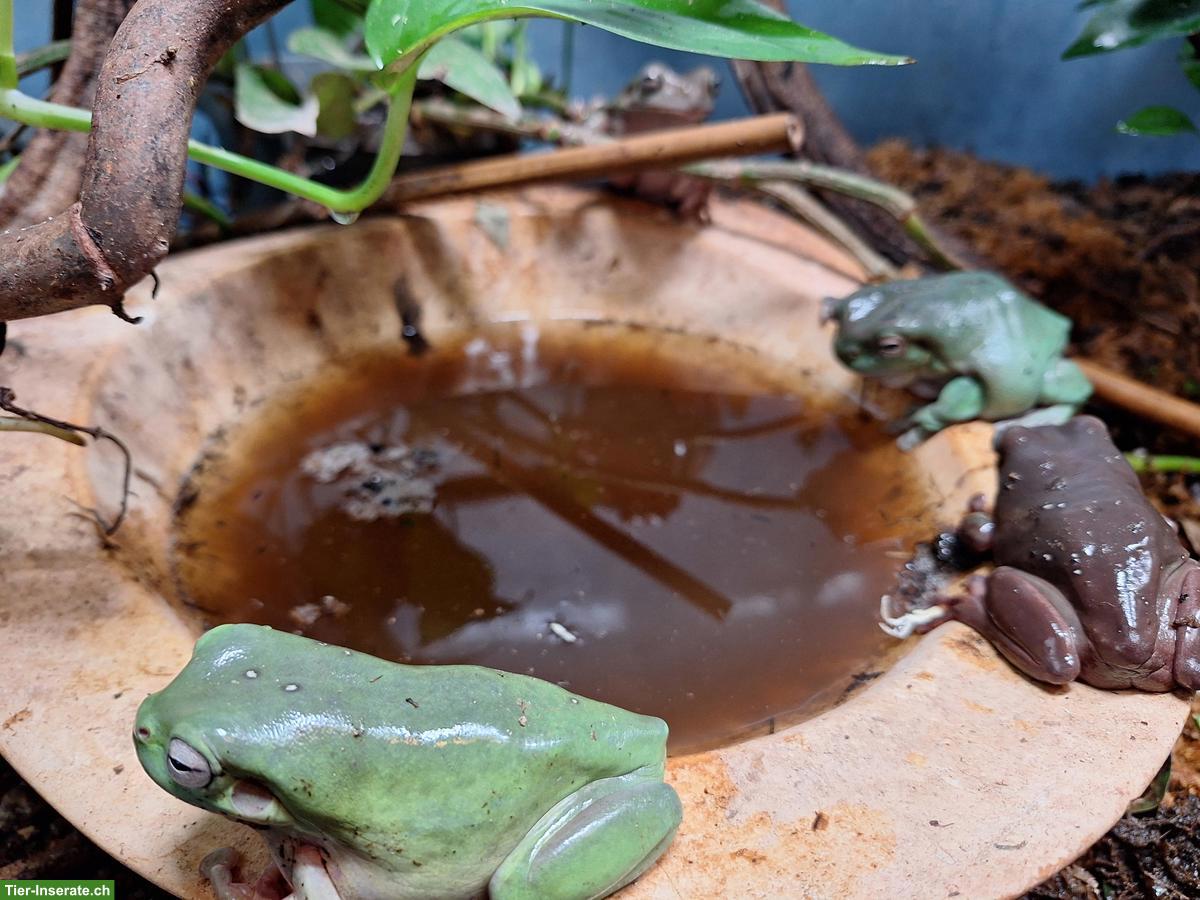 Bild 3: 4 Korallenfinger-Laubfrösche