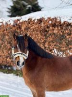 Hübsche 8-jährige Welsh A Pony Stute