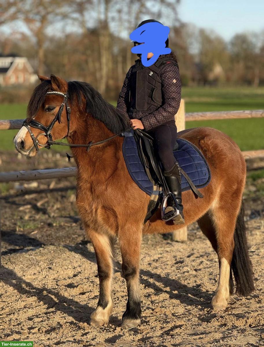 Bild 2: Hübsche 8-jährige Welsh A Pony Stute