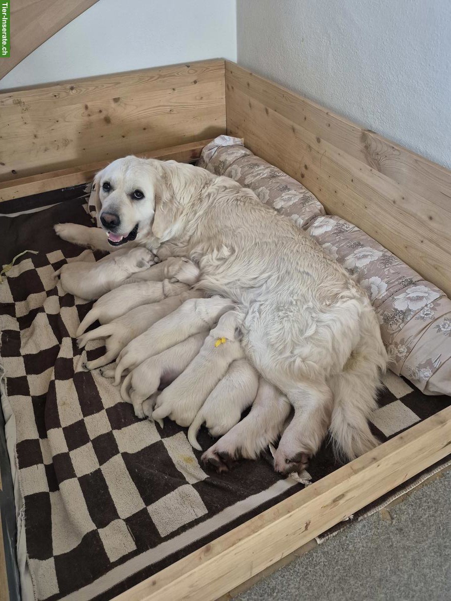 Golden Retriever Welpen aus Schweizerzucht zu verkaufen