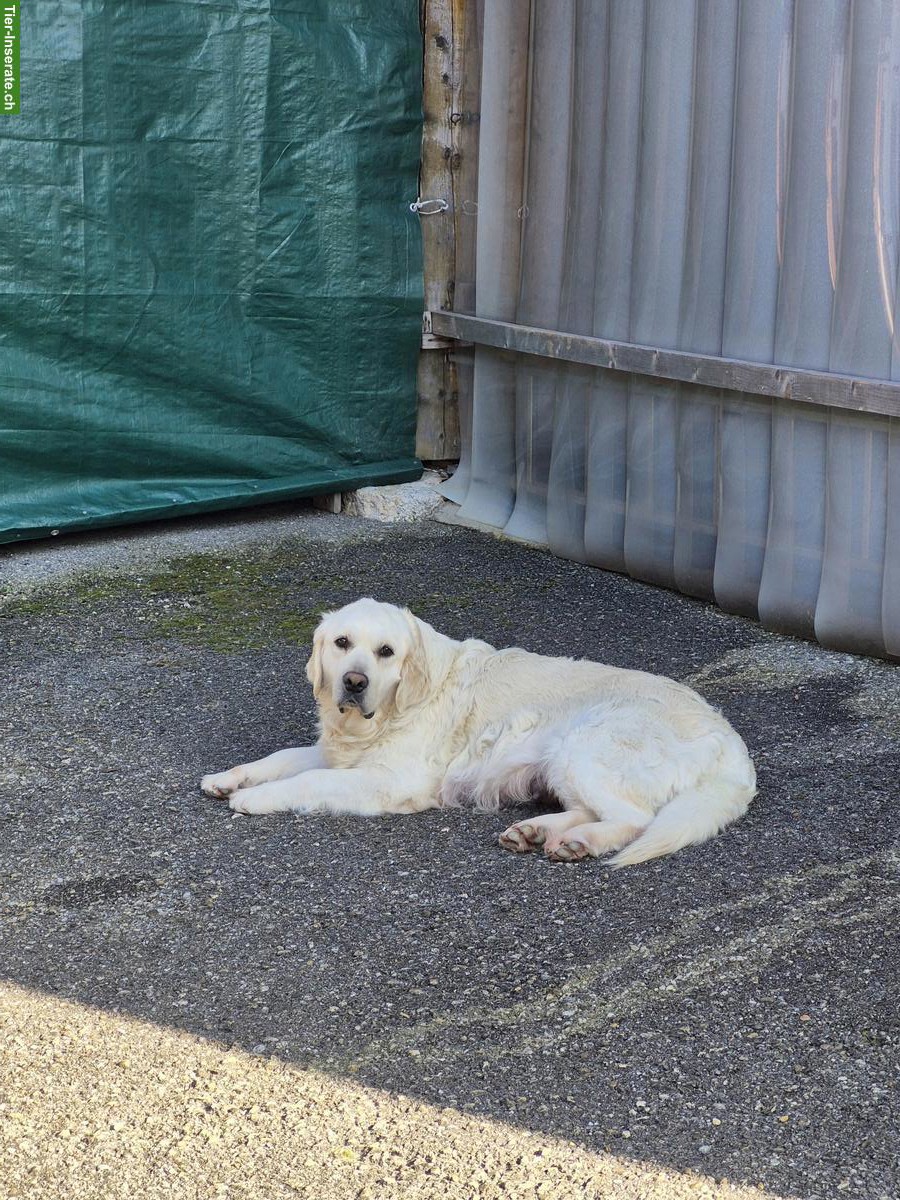 Bild 2: Golden Retriever Welpen aus Schweizerzucht zu verkaufen