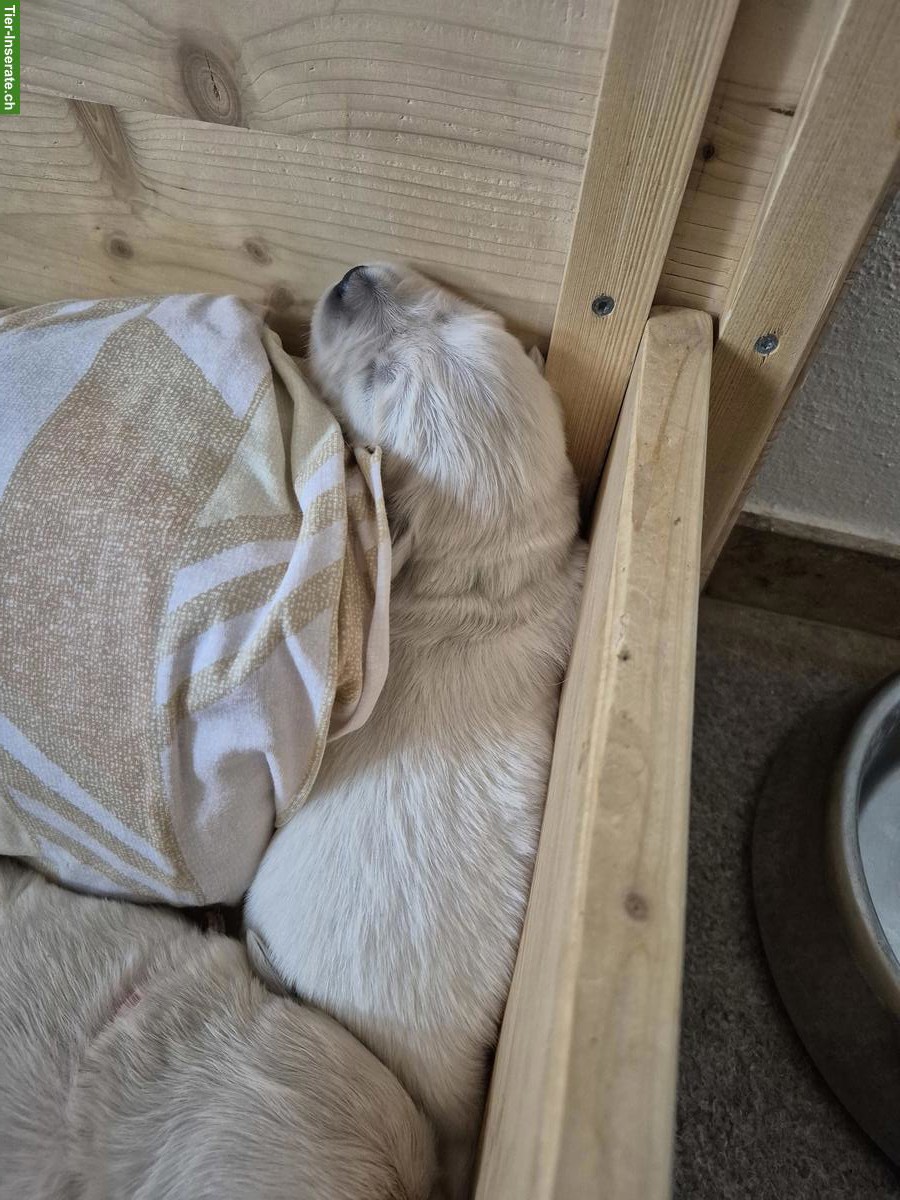 Bild 3: Golden Retriever Welpen aus Schweizerzucht zu verkaufen