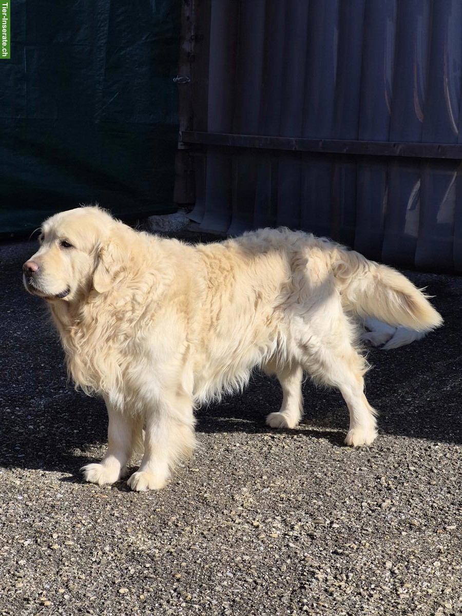 Bild 4: Golden Retriever Welpen aus Schweizerzucht zu verkaufen