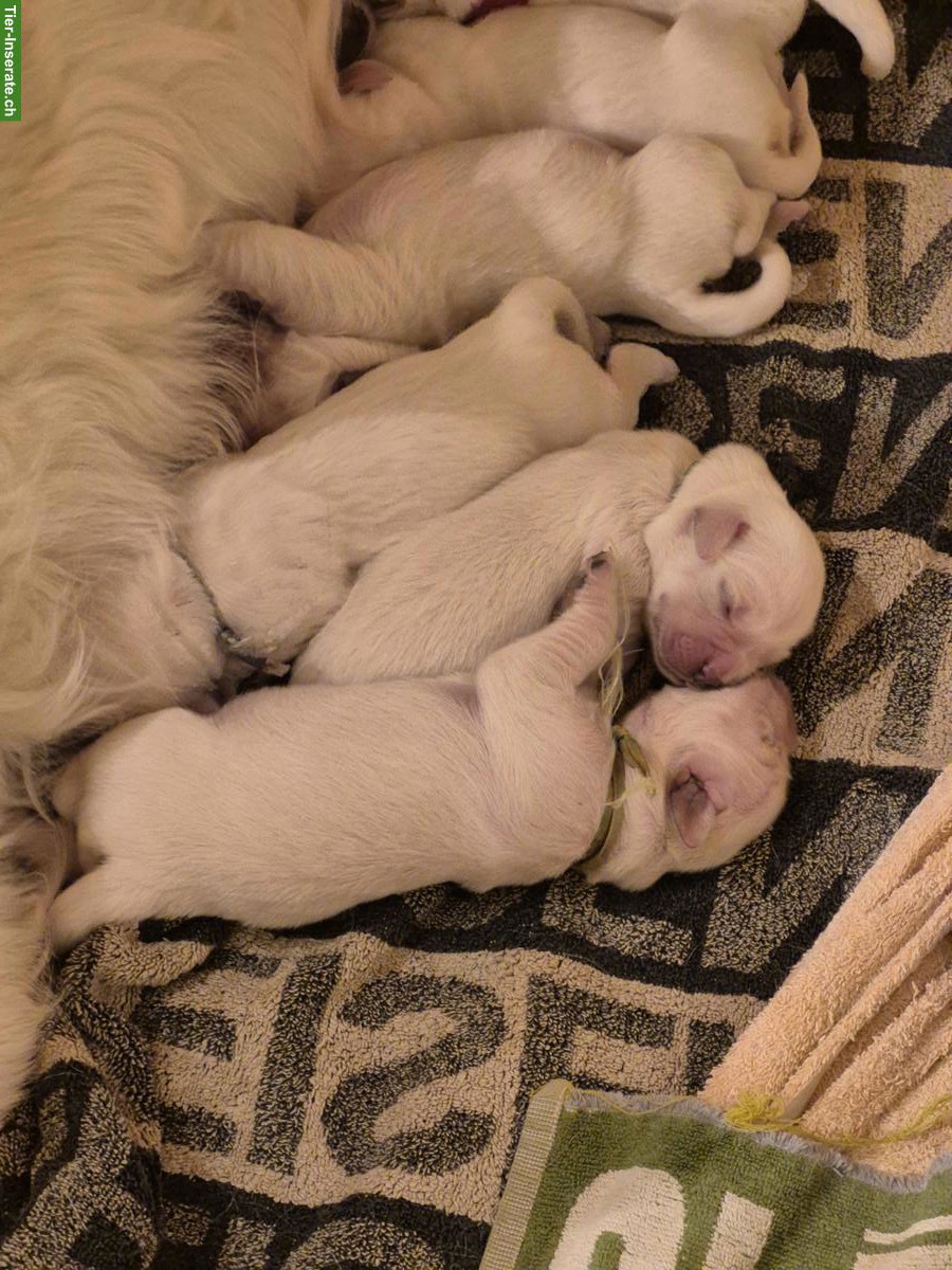 Bild 5: Golden Retriever Welpen aus Schweizerzucht zu verkaufen