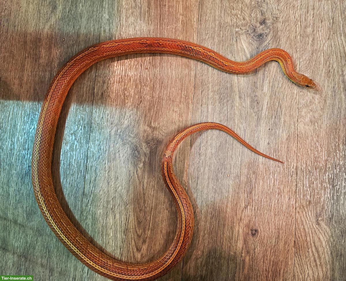 Kornnatter Männchen sucht erfahrenes Zuhause