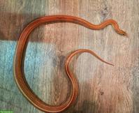 Kornnatter Männchen sucht erfahrenes Zuhause