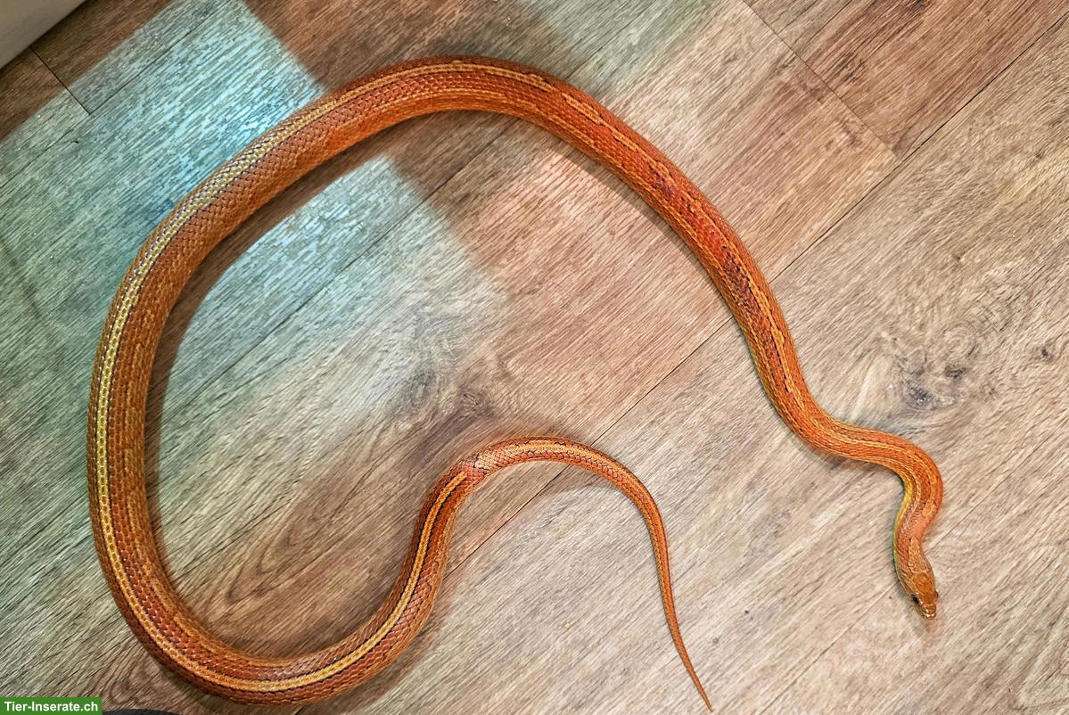 Bild 2: Kornnatter Männchen sucht erfahrenes Zuhause