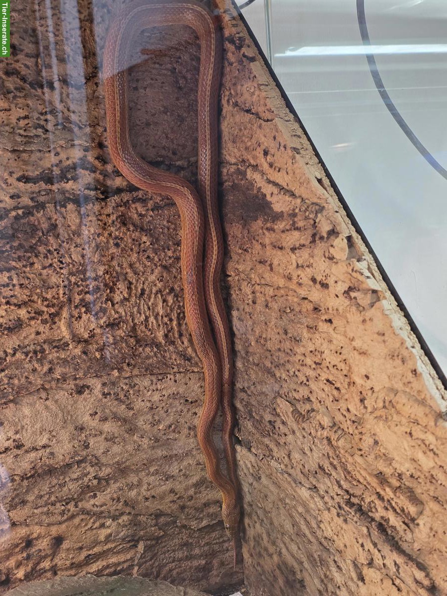 Bild 3: Kornnatter Männchen sucht erfahrenes Zuhause