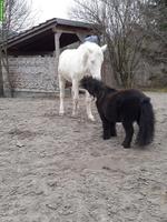 Suchst du ein Pflegepferd oder eine Reitbeteiligung?