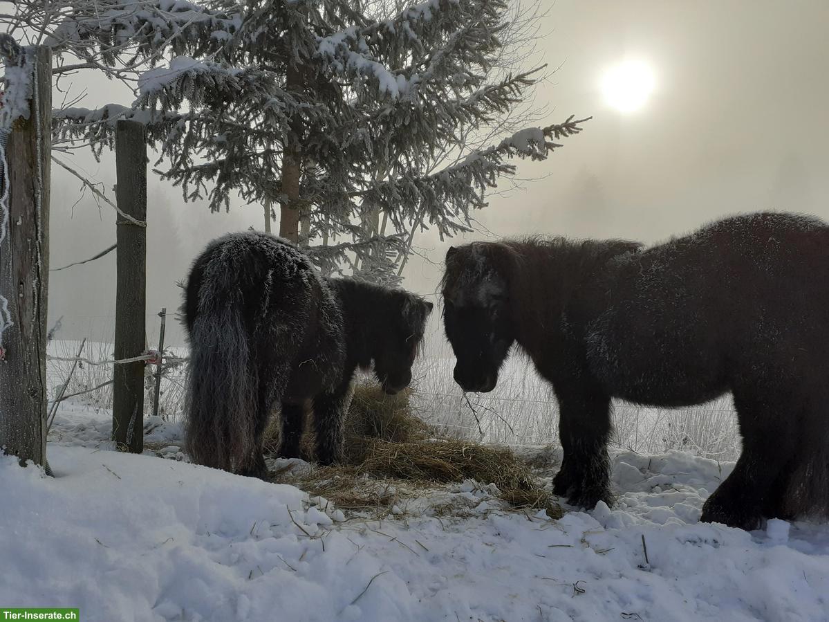Bild 2: Pflegebeteiligung oder Reitbeteiligung in Plaffeien FR