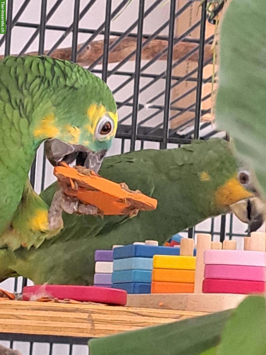 Amazonen Papageien zu verkaufen