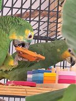 Amazonen Papageien zu verkaufen