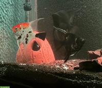 3 schöne Skalare zu verkaufen