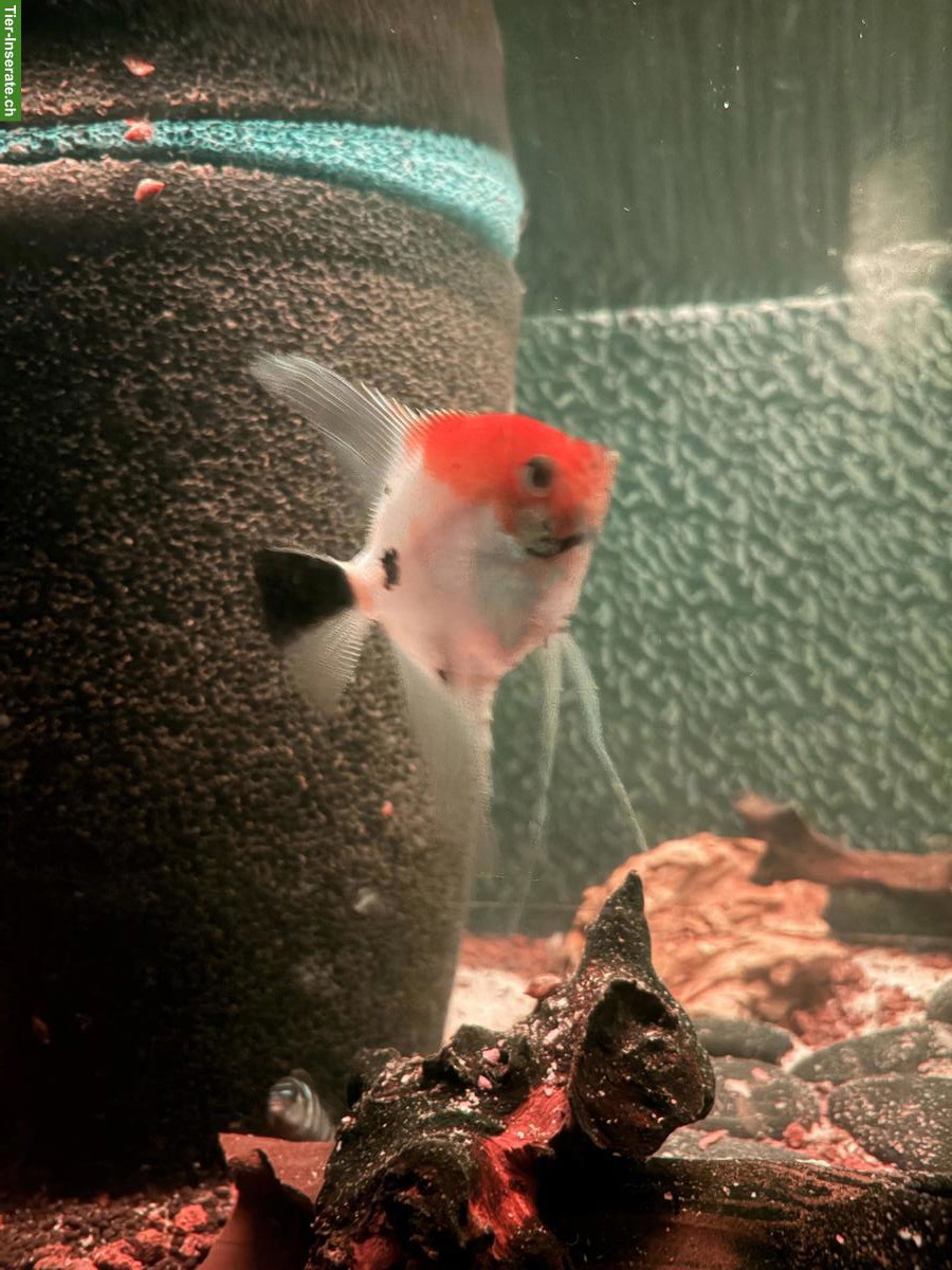 Bild 2: 3 schöne Skalare zu verkaufen