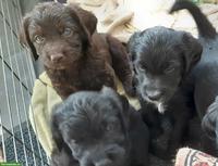 Labradoodle Welpen zu verkaufen