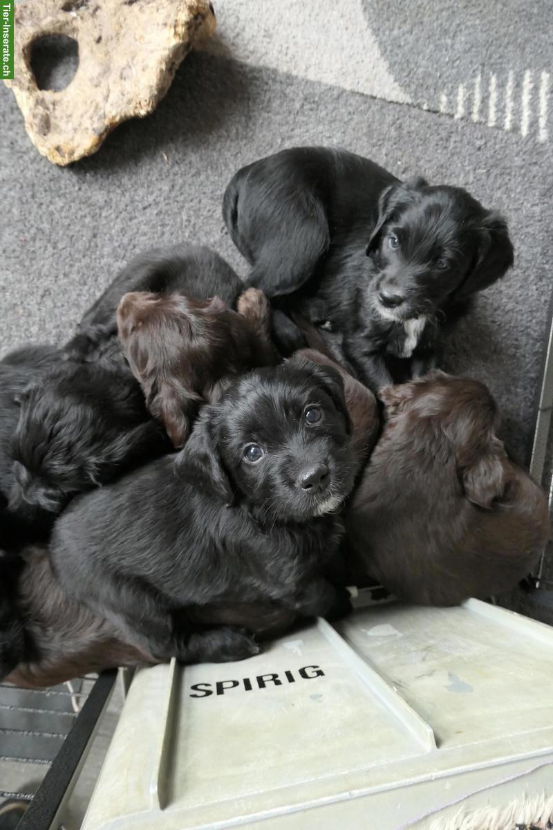 Bild 2: Labradoodle Welpen zu verkaufen