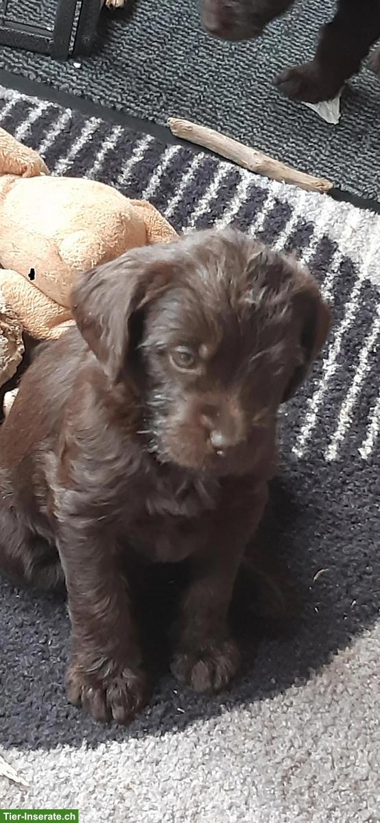 Bild 3: Labradoodle Welpen zu verkaufen