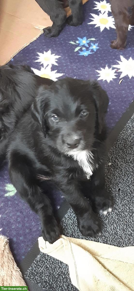 Bild 4: Labradoodle Welpen zu verkaufen