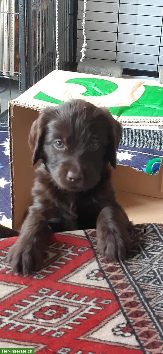 Bild 5: Labradoodle Welpen zu verkaufen