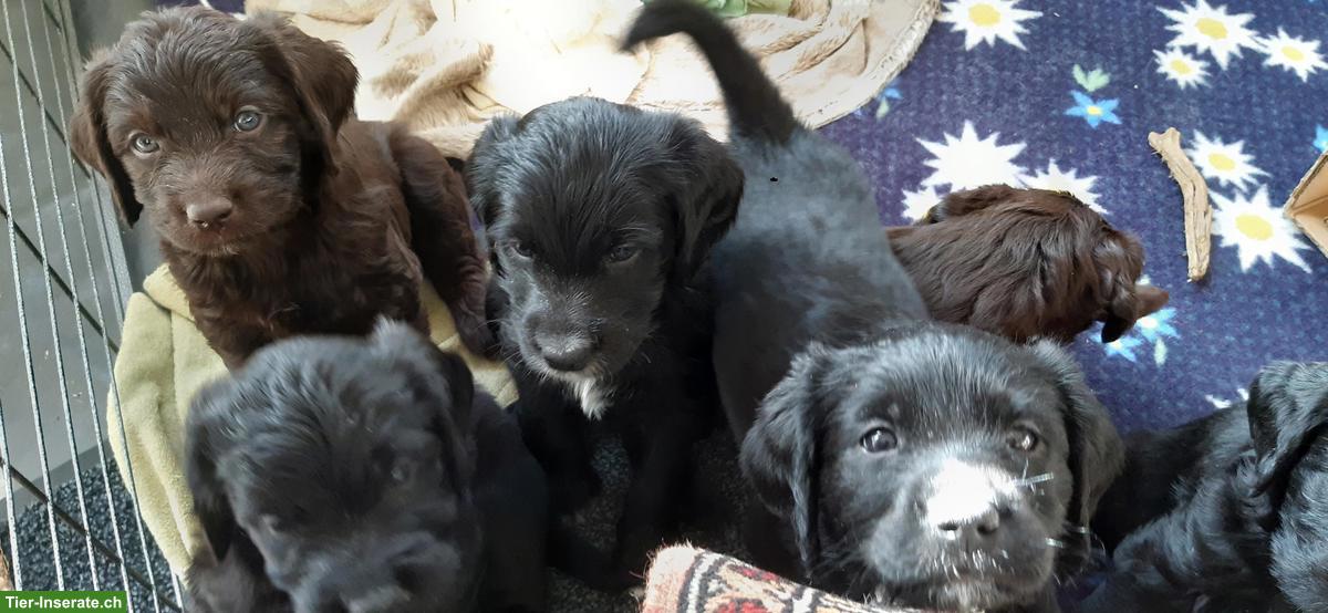 Bild 6: Labradoodle Welpen zu verkaufen