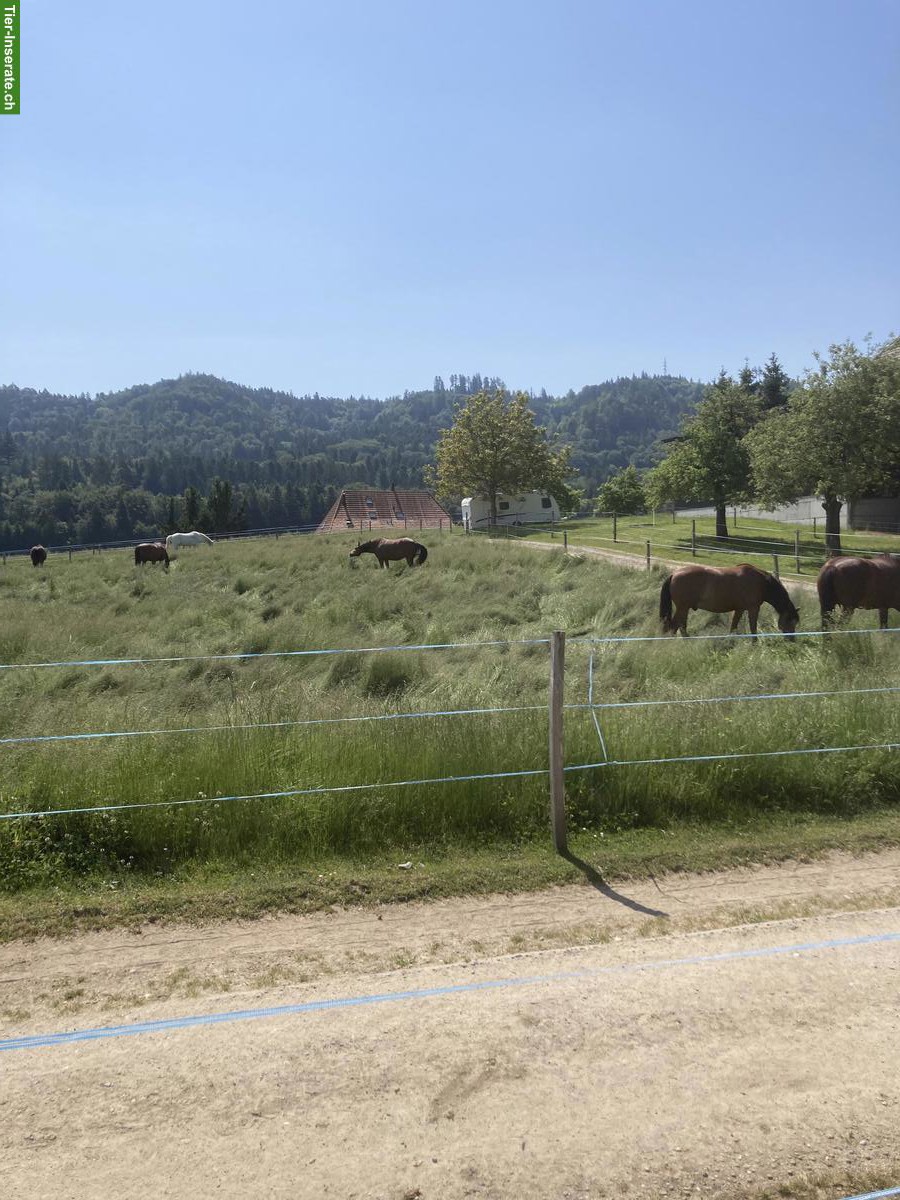 Bild 3: 2 Pensionsplätze frei in Aktivstall in Moosseedorf BE