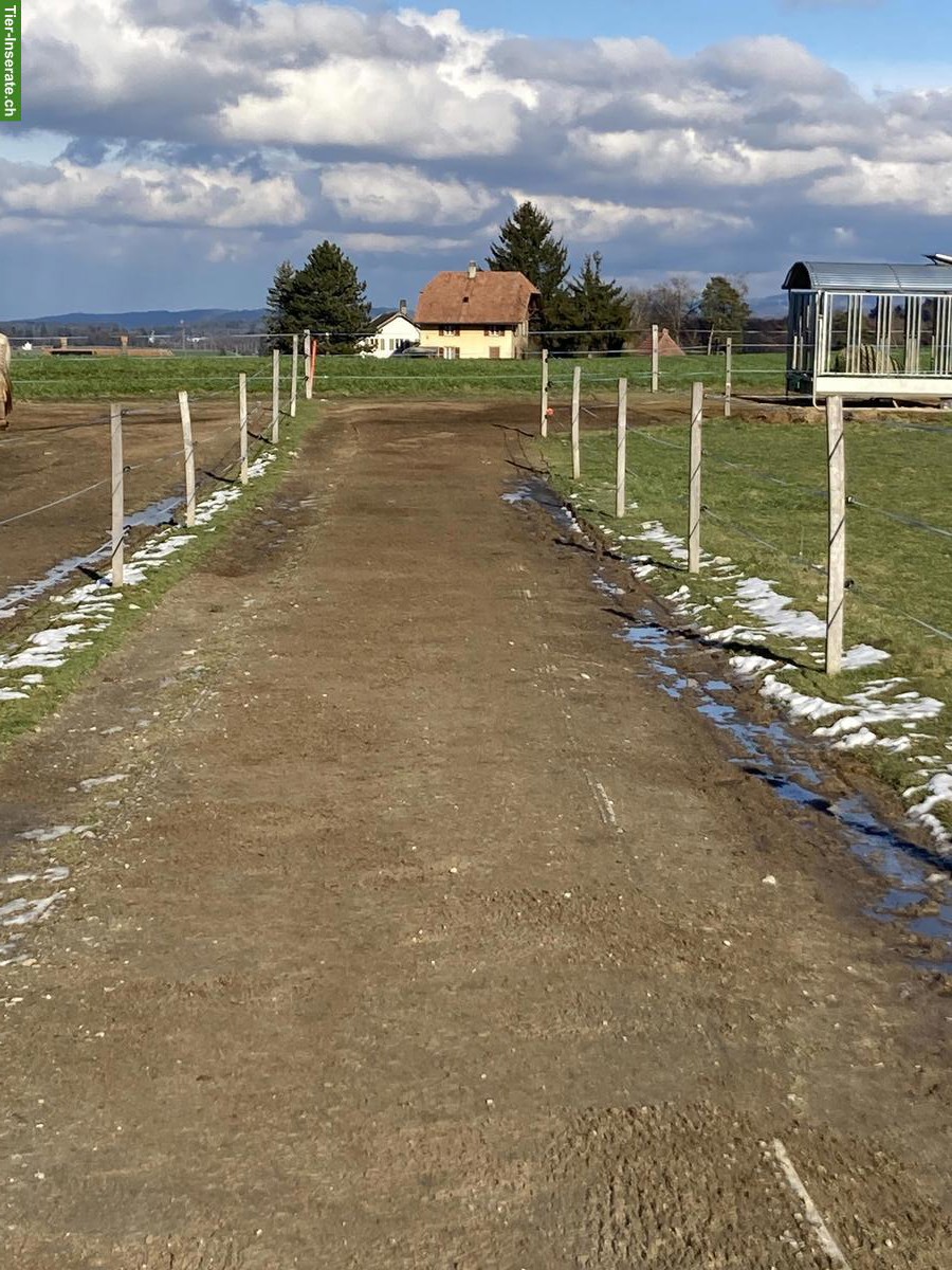 Bild 4: 2 Pensionsplätze frei in Aktivstall in Moosseedorf BE