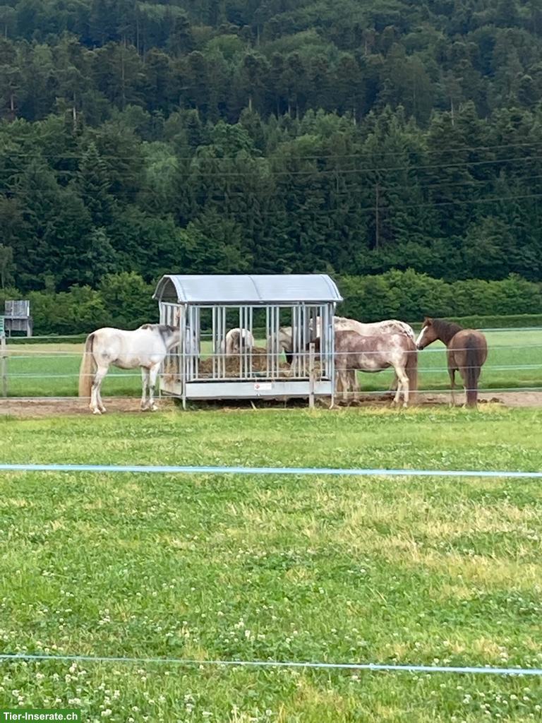 Bild 5: 2 Pensionsplätze frei in Aktivstall in Moosseedorf BE