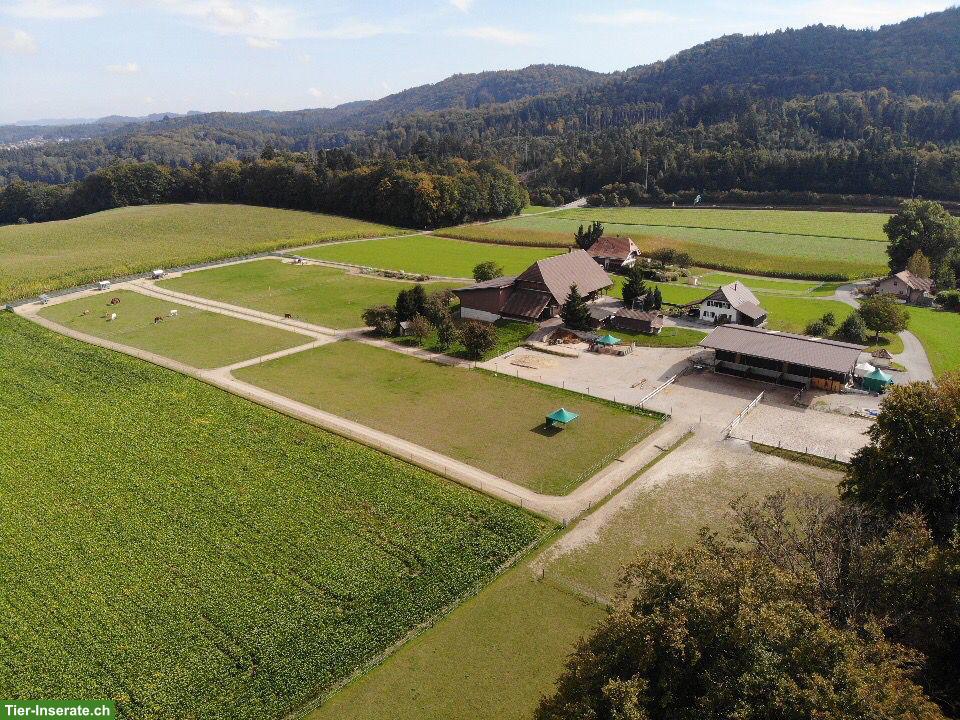 Bild 7: 2 Pensionsplätze frei in Aktivstall in Moosseedorf BE