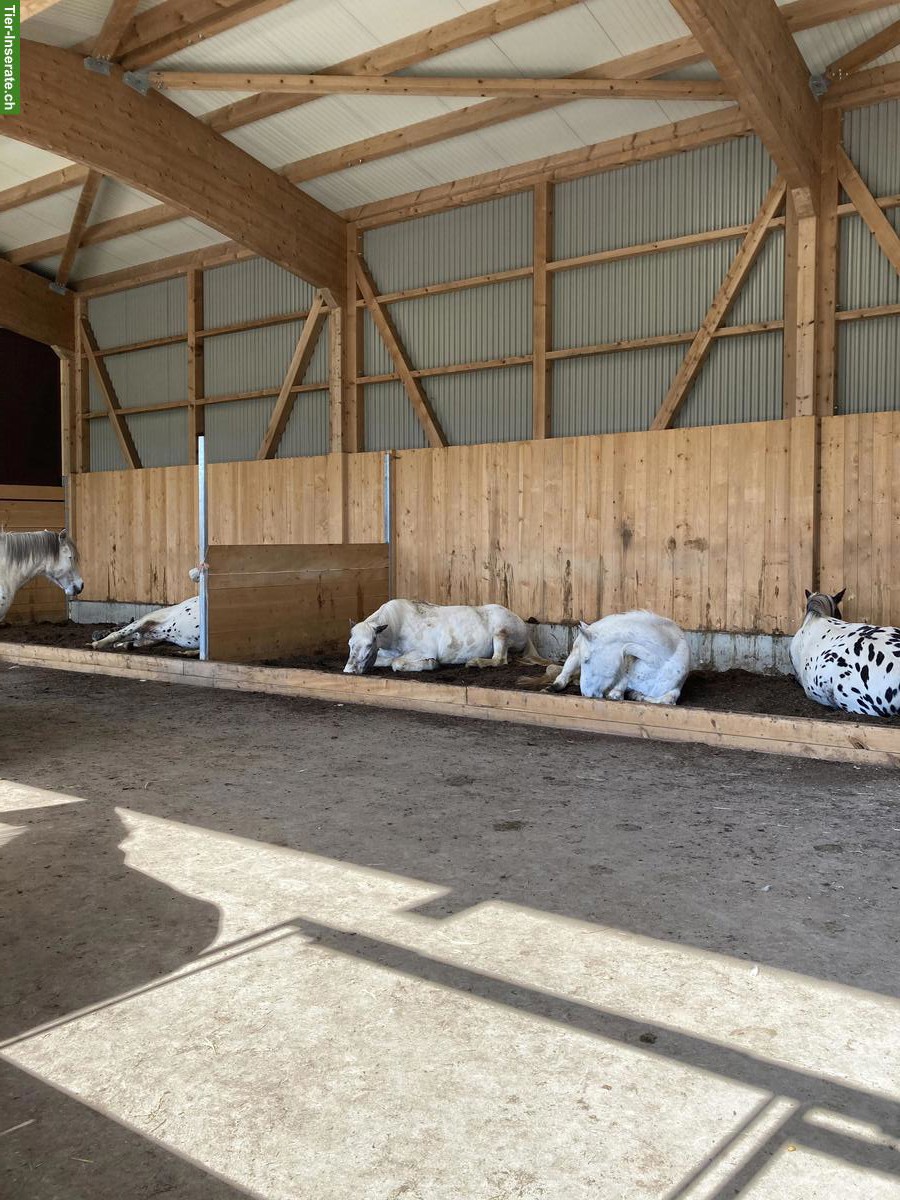 Bild 8: 2 Pensionsplätze frei in Aktivstall in Moosseedorf BE