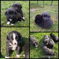 Border Collie x Appenzeller Bläss Welpen zu verkaufen