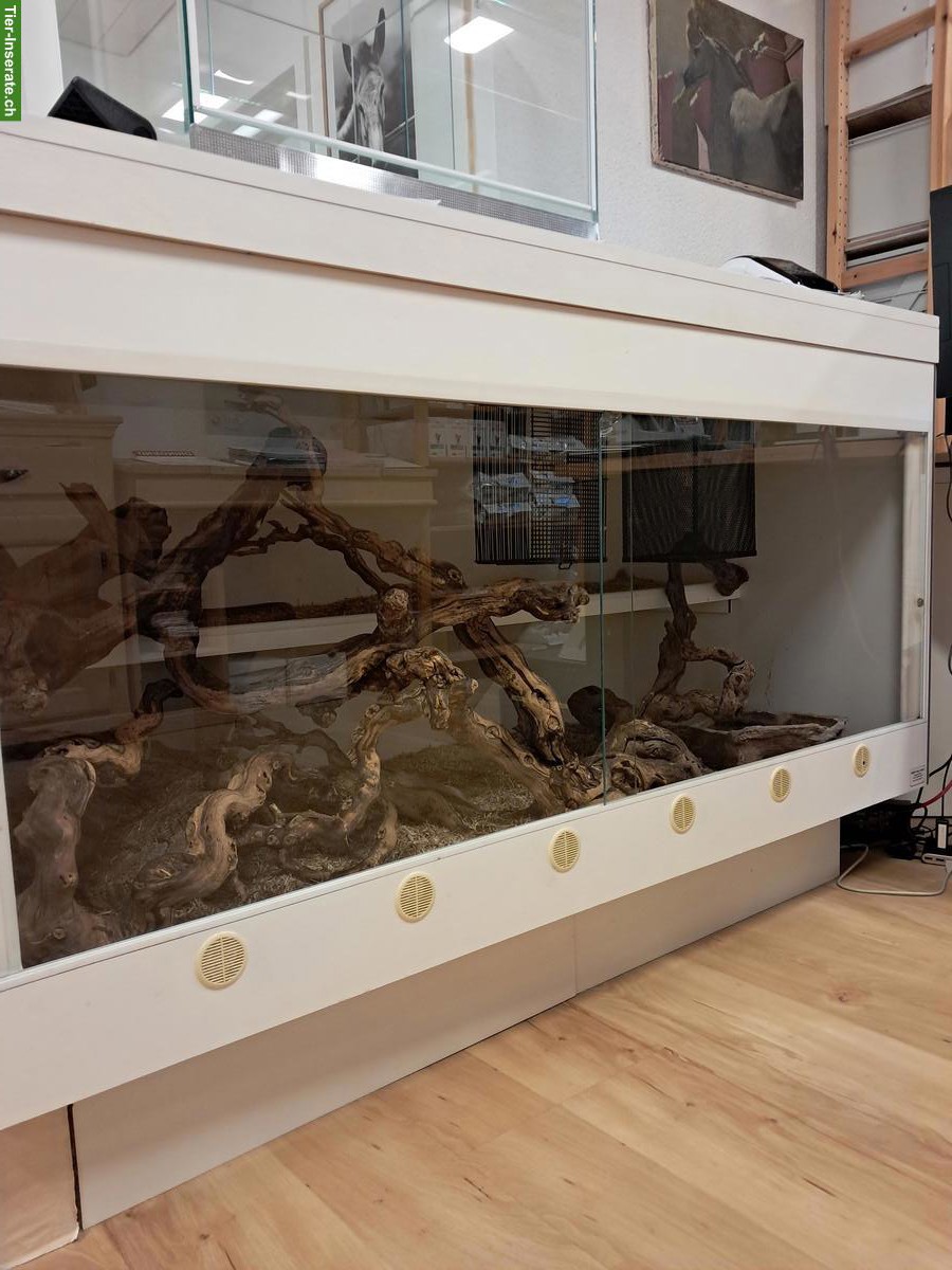 Männliche Kornnatter inkl. Terrarium zu verkaufen