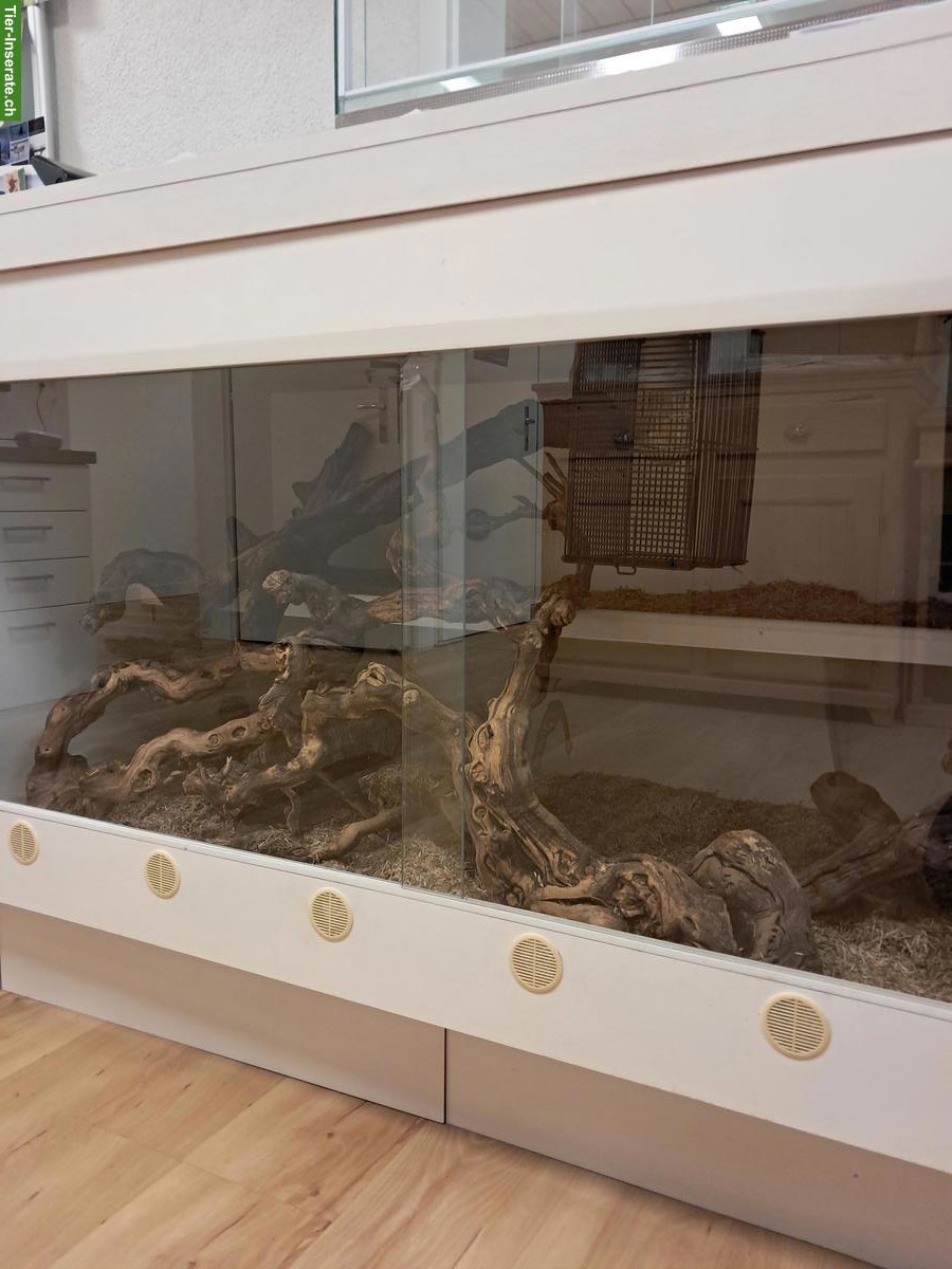 Bild 3: Männliche Kornnatter inkl. Terrarium zu verkaufen