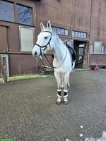 Irish Sport Horse Wallach, Bestellpferd oder für guten Reiter