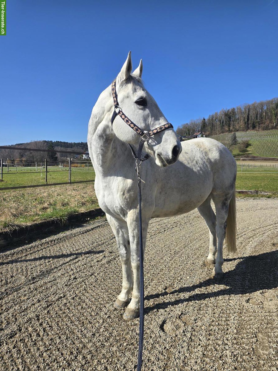 Bild 2: Irish Sport Horse Wallach, Bestellpferd oder für guten Reiter