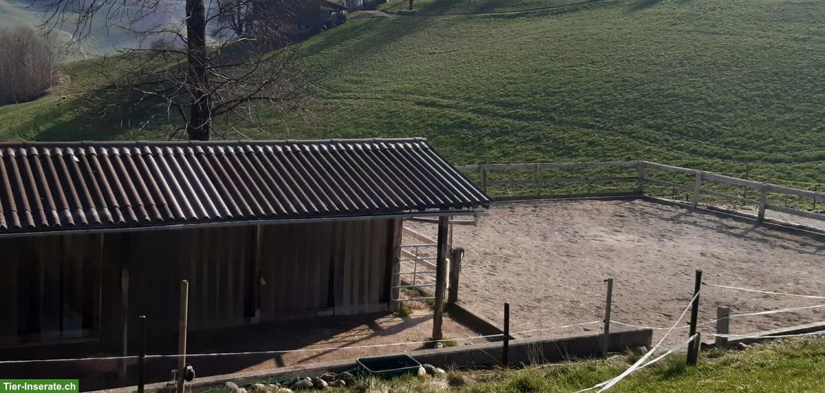 Pferdepensionsplatz für Mini Shetty in Arni BE