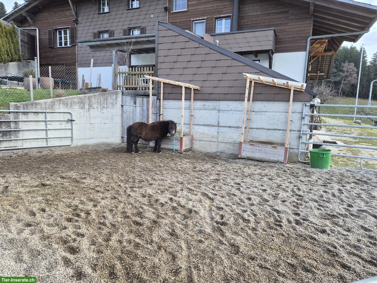 Bild 2: Pferdepensionsplatz für Mini Shetty in Arni BE