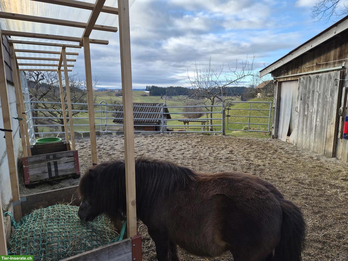 Bild 3: Pferdepensionsplatz für Mini Shetty in Arni BE