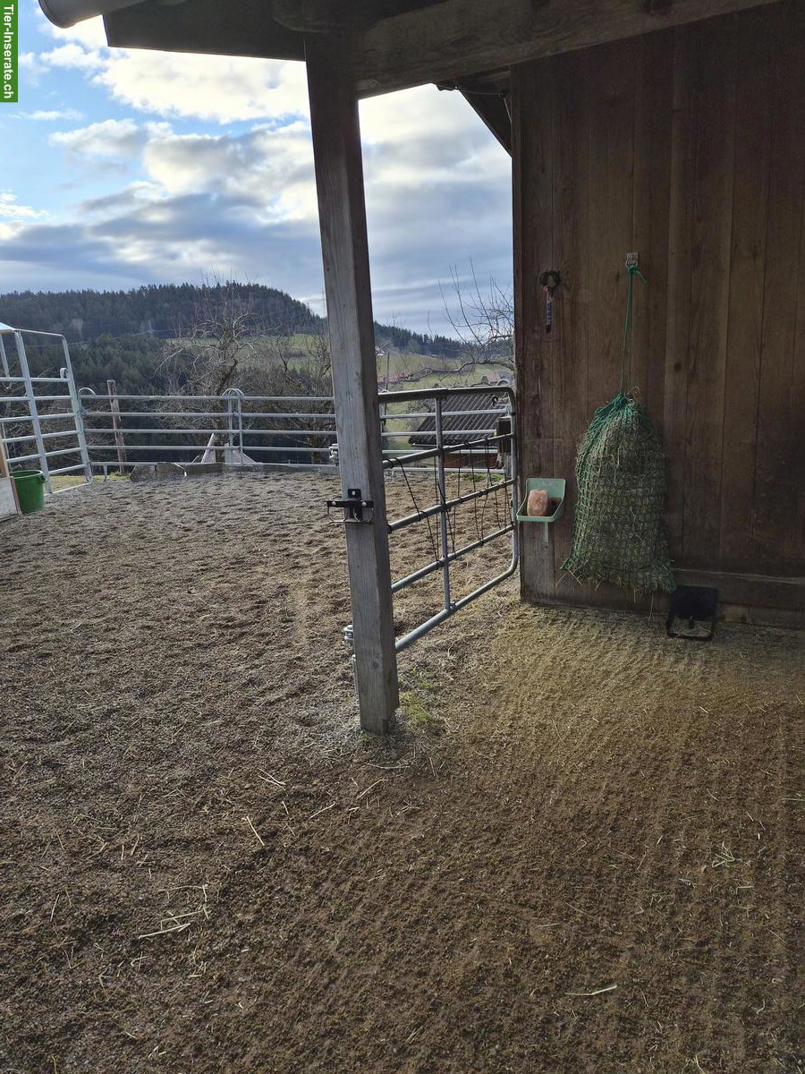 Bild 4: Pferdepensionsplatz für Mini Shetty in Arni BE